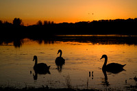 Port Meadow, swans