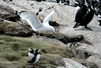 Herring Gull stealing from Puffin